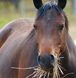 horse munch hay