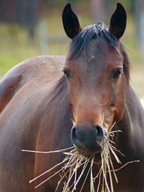 horse munch hay