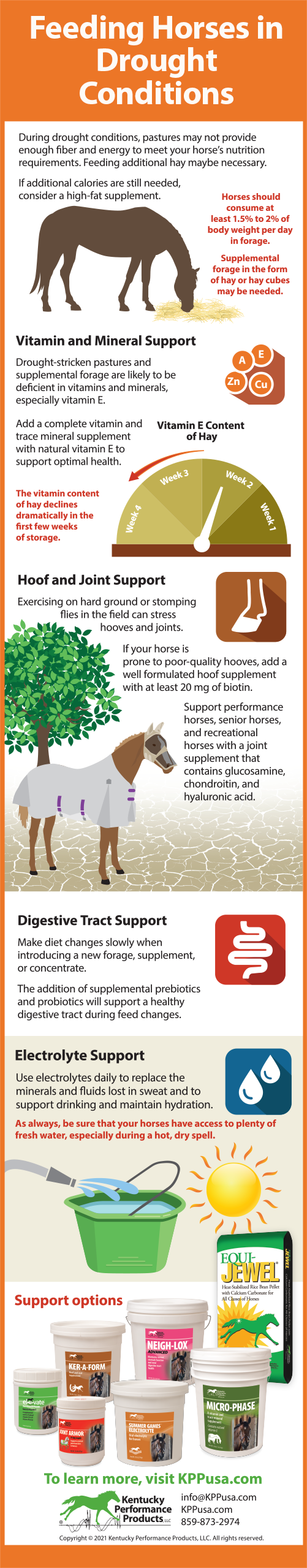 Feeding horses in drought conditions infographic