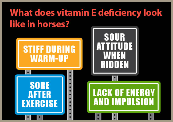 signs-vitamin-e-horses