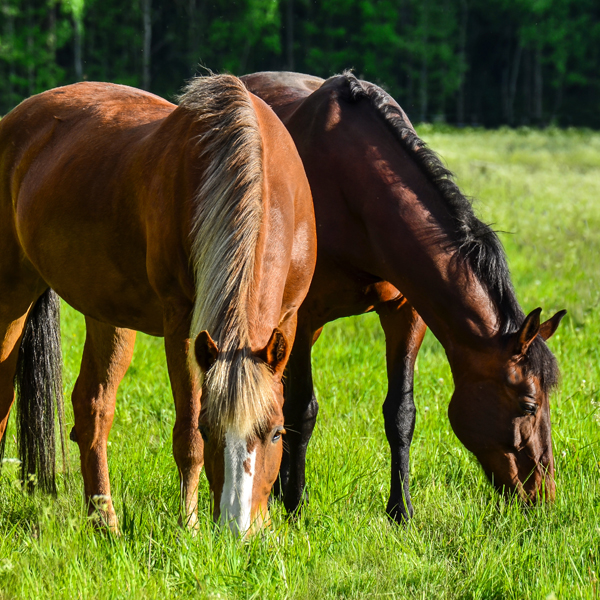 How Limited Turnout Impacts Your Horse KPP