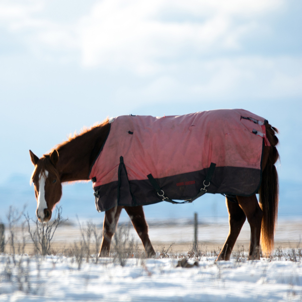 7 Tips for Feeding your Horse in Winter [Cold Weather Care Guide]