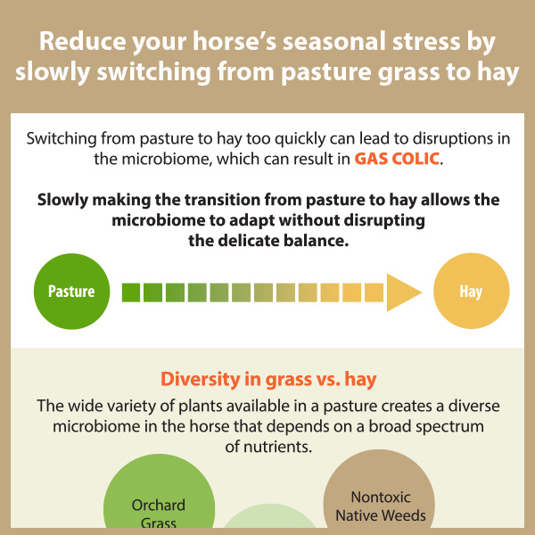 View of Reduce your horse's seasonal stress by slowly switching from pasture ...