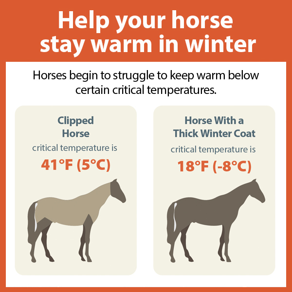 How to help your horse stay warm in winter KPP