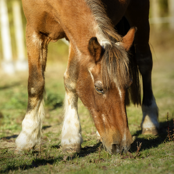 Fresh Look at Feeding Frequency One Key To Senior Horse Care
