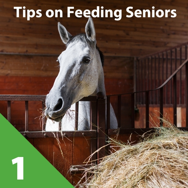 When is this year's hay safe to feed to your horse? - Horse & Hound