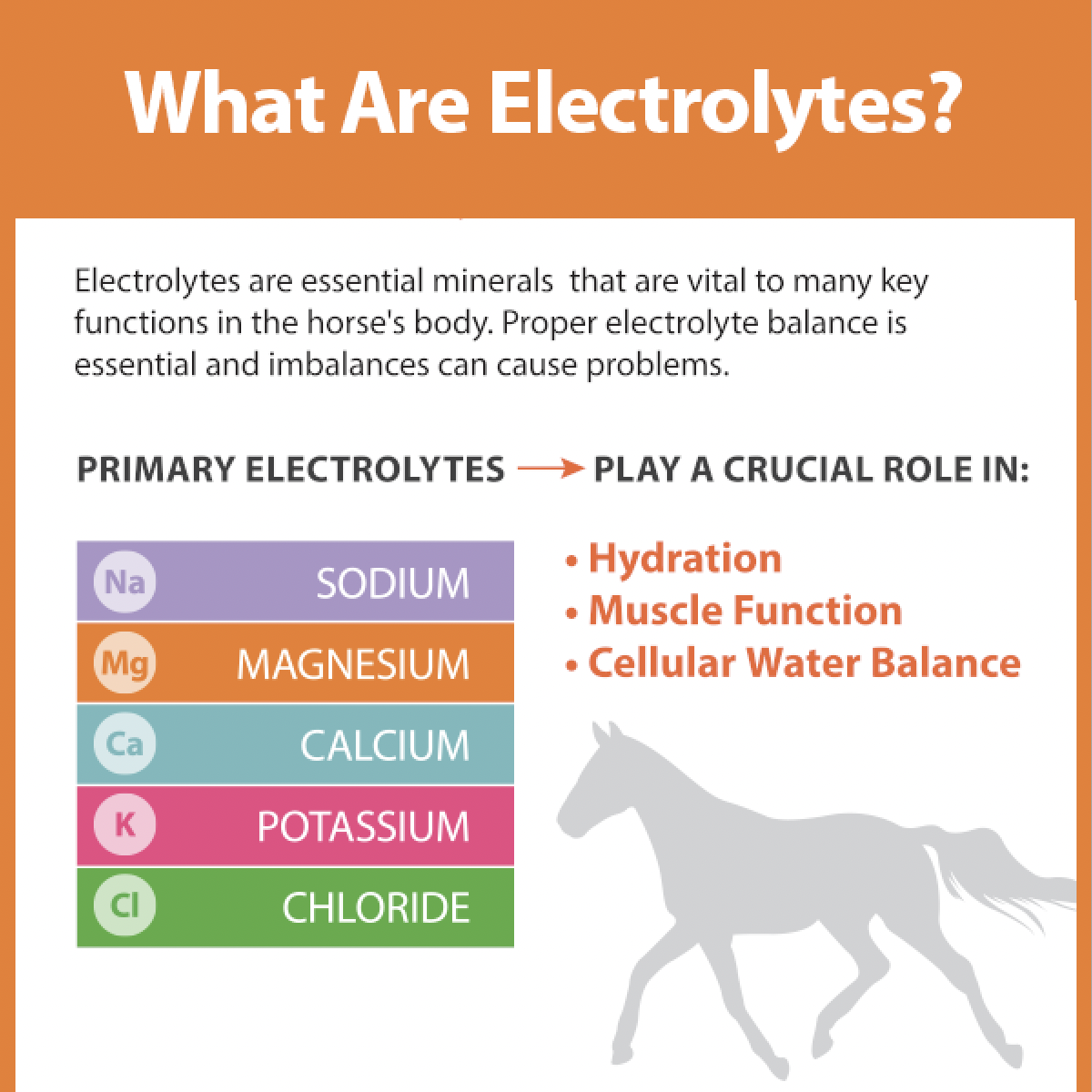 KPP - What are Equine Electrolytes?