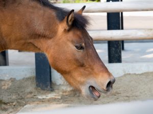 horse is coughing