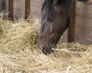 horse is coughing