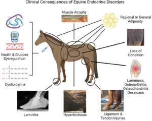 endocrine disorders