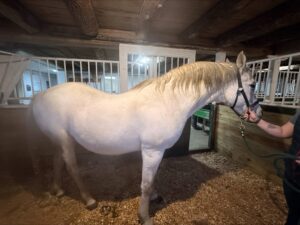 how endocrine disease affects horses