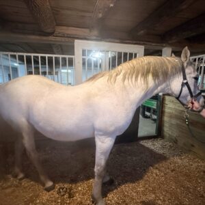 how endocrine disease affects horses