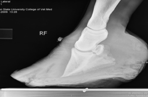laminitis