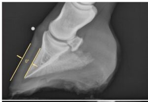 laminitis