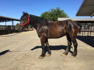 black horse with vitamin E and neuromuscular disease