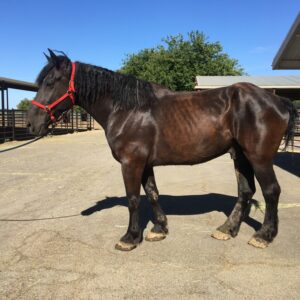 black horse with vitamin E and neuromuscular disease