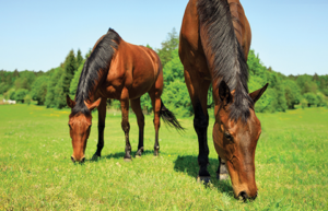 two horses grazing to get enough vitamin E to prevent neuromuscular disease in horses
