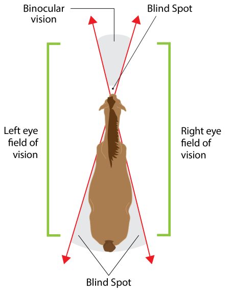Image shows how to avoid approaching a horse from his blind spot